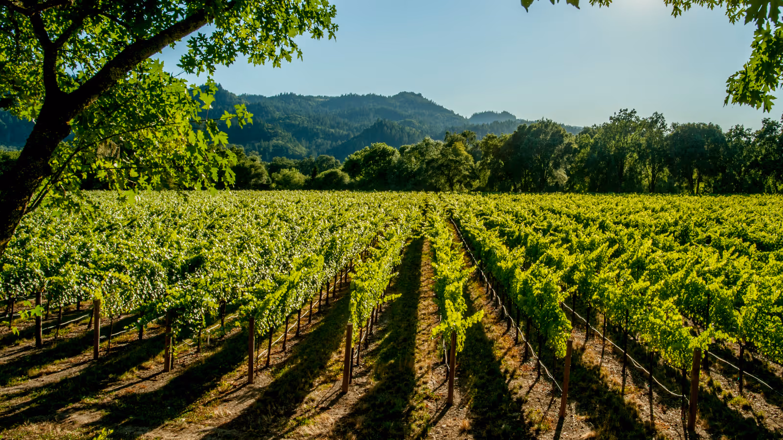 Een wijngaard met rijtjes druivenplanten in het zonlicht, omringd door bomen en heuvels in de achtergrond.