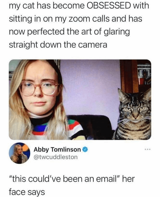 cat zoom meme