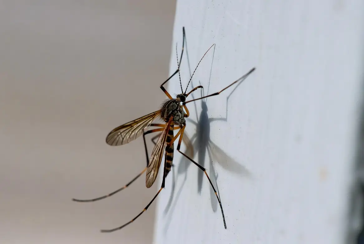 astuces pour éloigner les moustiques