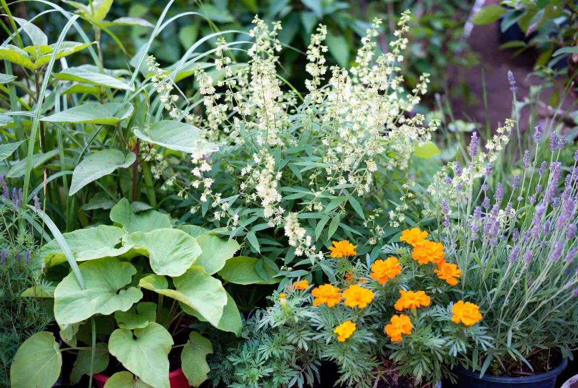 les plantes efficaces