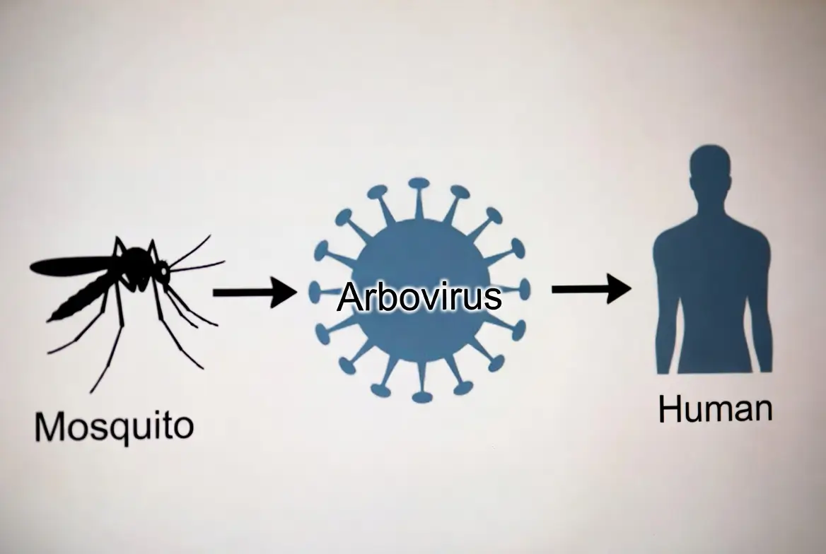 arbovirus-transmission-moustique-humain