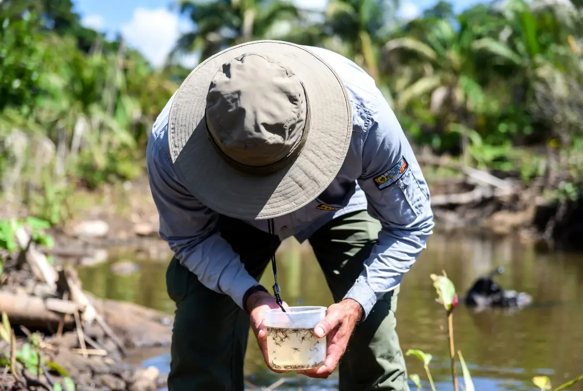 elimination des larves de moustiques sans produit chimique