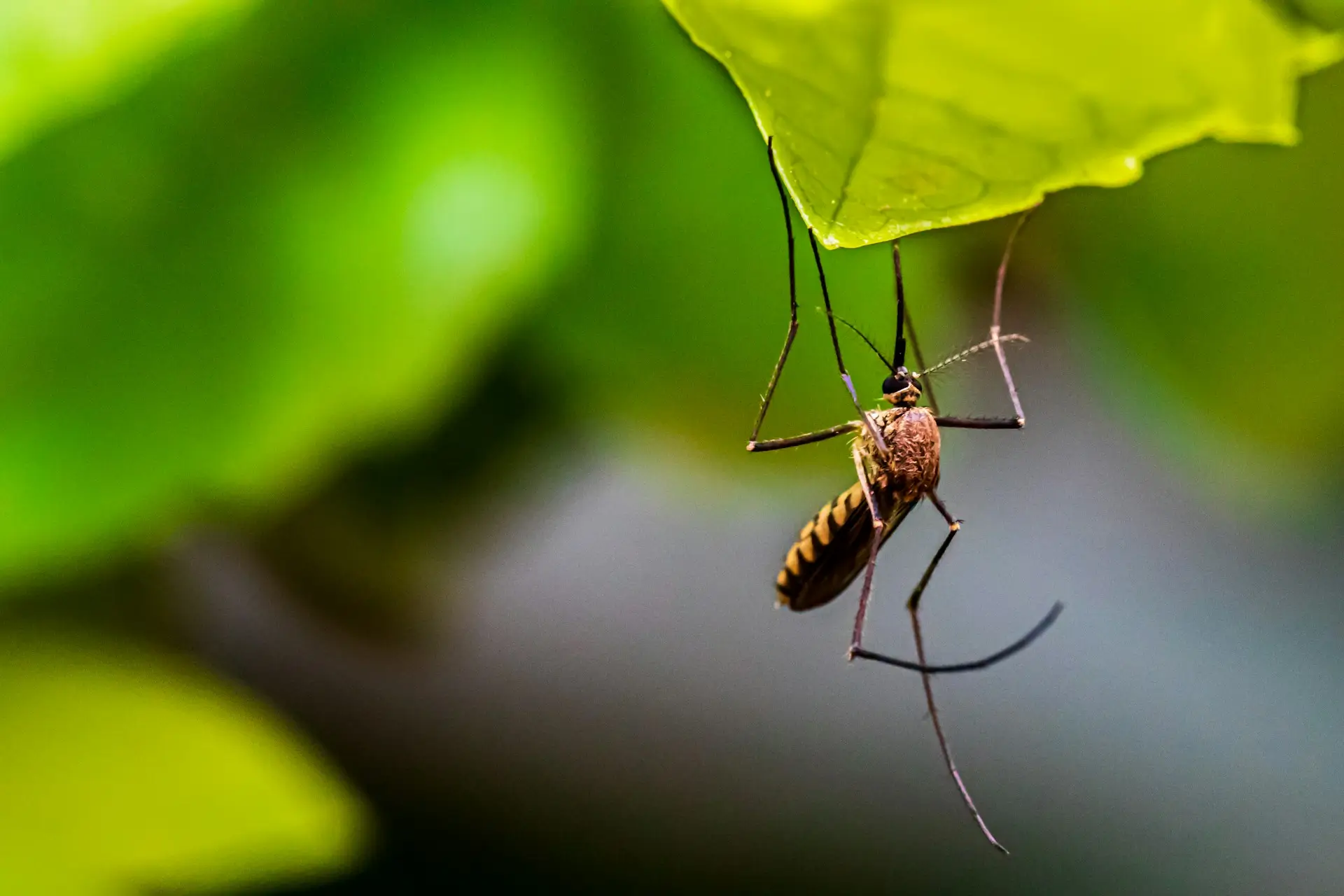 Jardin au printemps en France, début de la saison des moustiques