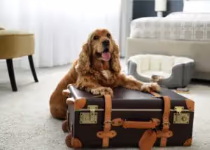 Dog laying next to suitcase