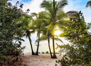 Palm trees on a beach