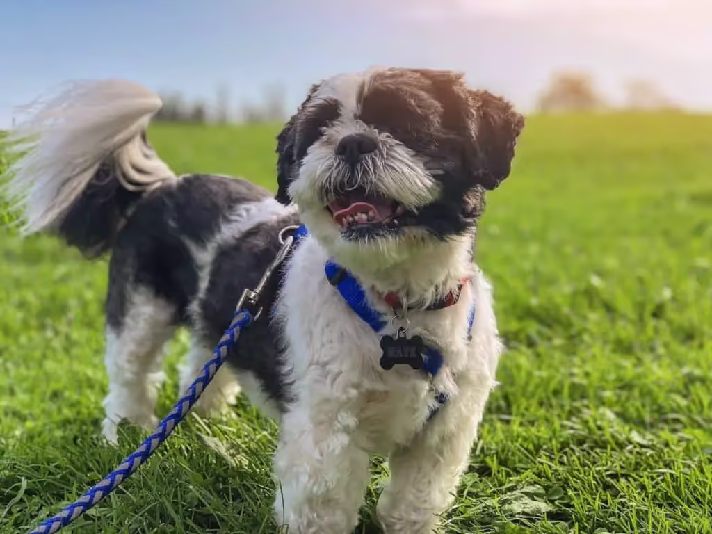 Dog enjoying the sun and grass