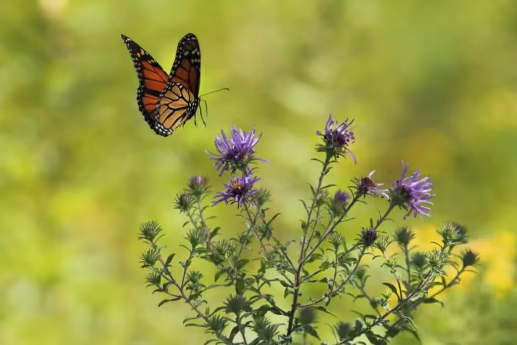 Butterfly in Morgan Creek Park Cedar Rapids