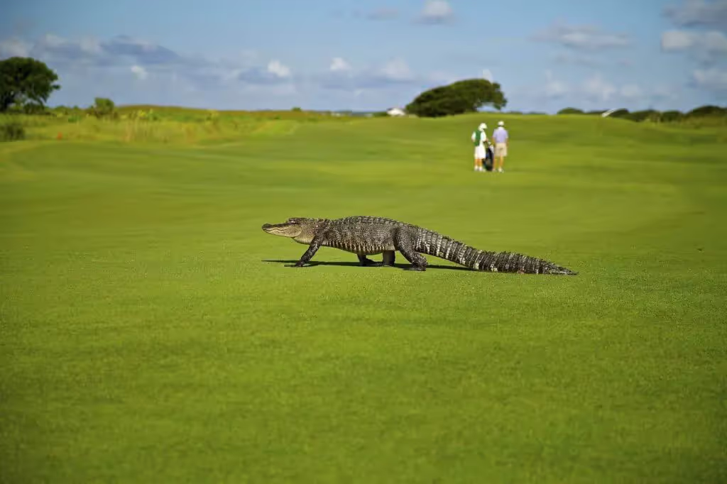 Golf course