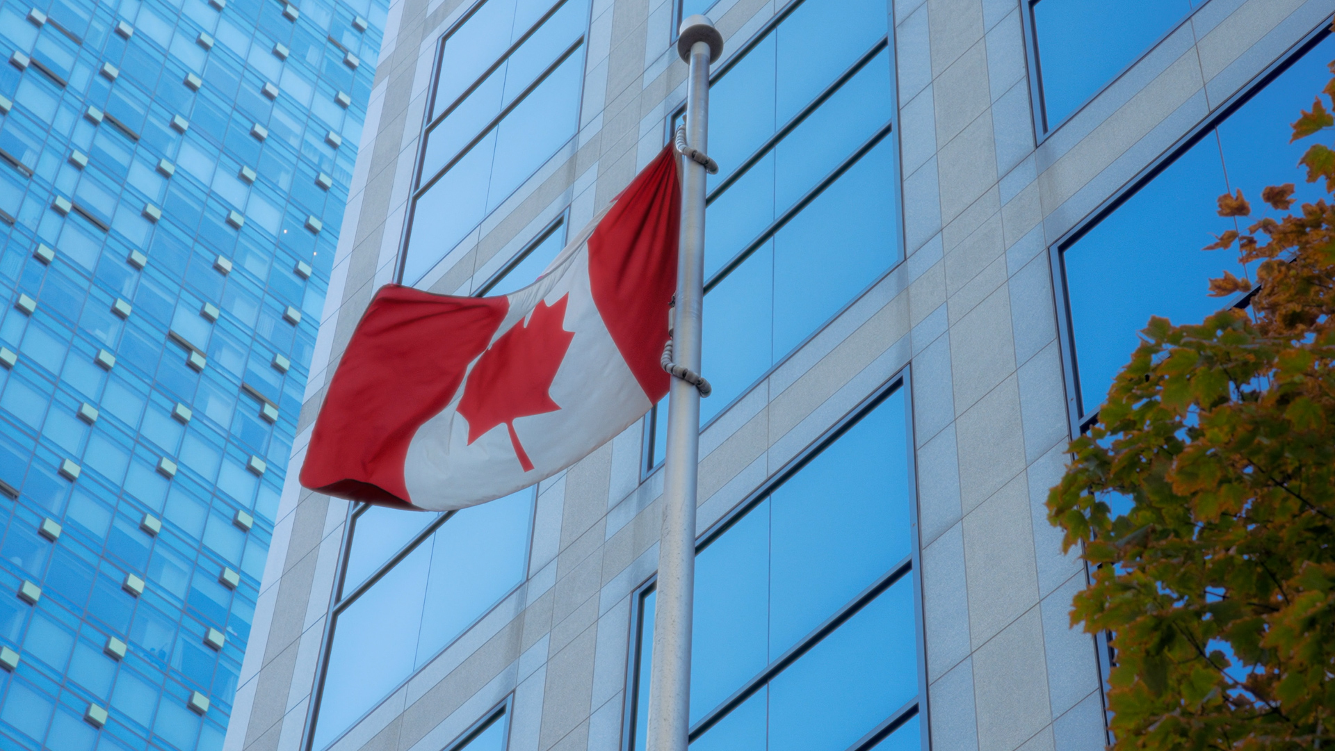Canadian flag flying on a pole in front of modern glass office buildings with a tree with autumn leaves nearby.