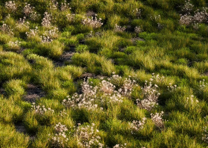Abstract green hillscape with flowing organic forms