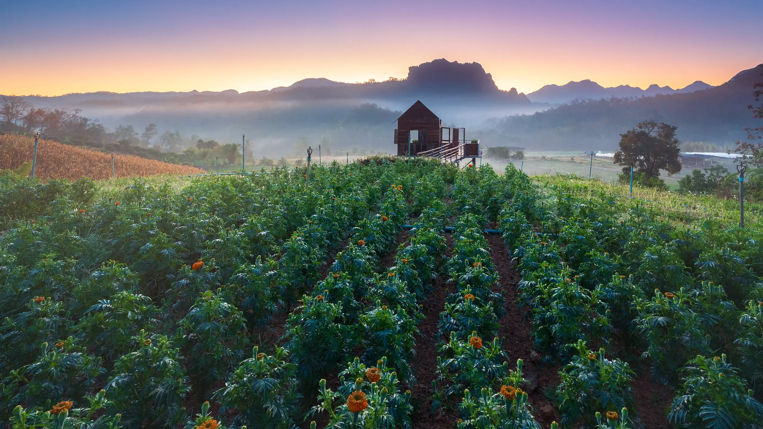 Farm field with rows of green plants and orange flowers under a misty sunrise with mountains in the background.
