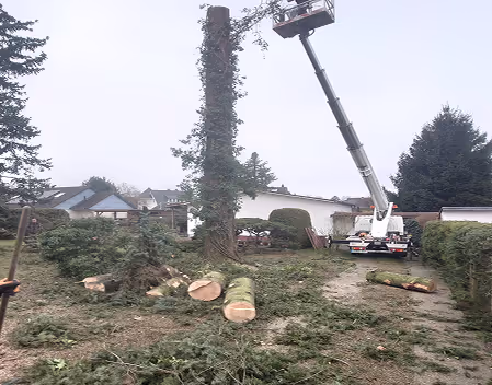 Baumstumpf, umgeben von Baumstämmen und Astabschnitten, mit einer Hebebühne und einem Arbeiter, der Baumarbeiten ausführt.