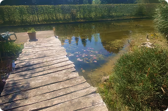 Holzsteg führt zu einem kleinen Teich mit Pflanzen und reflektierender Wasseroberfläche in einem Garten.