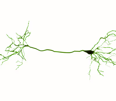 Green fluorescent-stained neuron cell with dendrites extending on both sides against a white background.