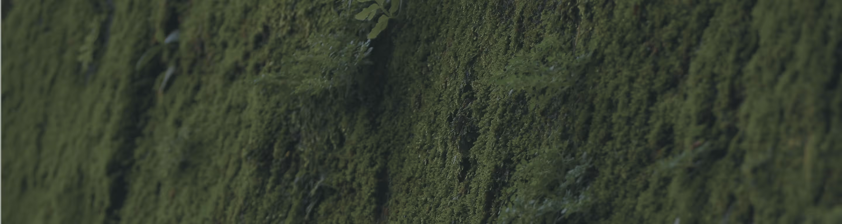 Green background image desktop