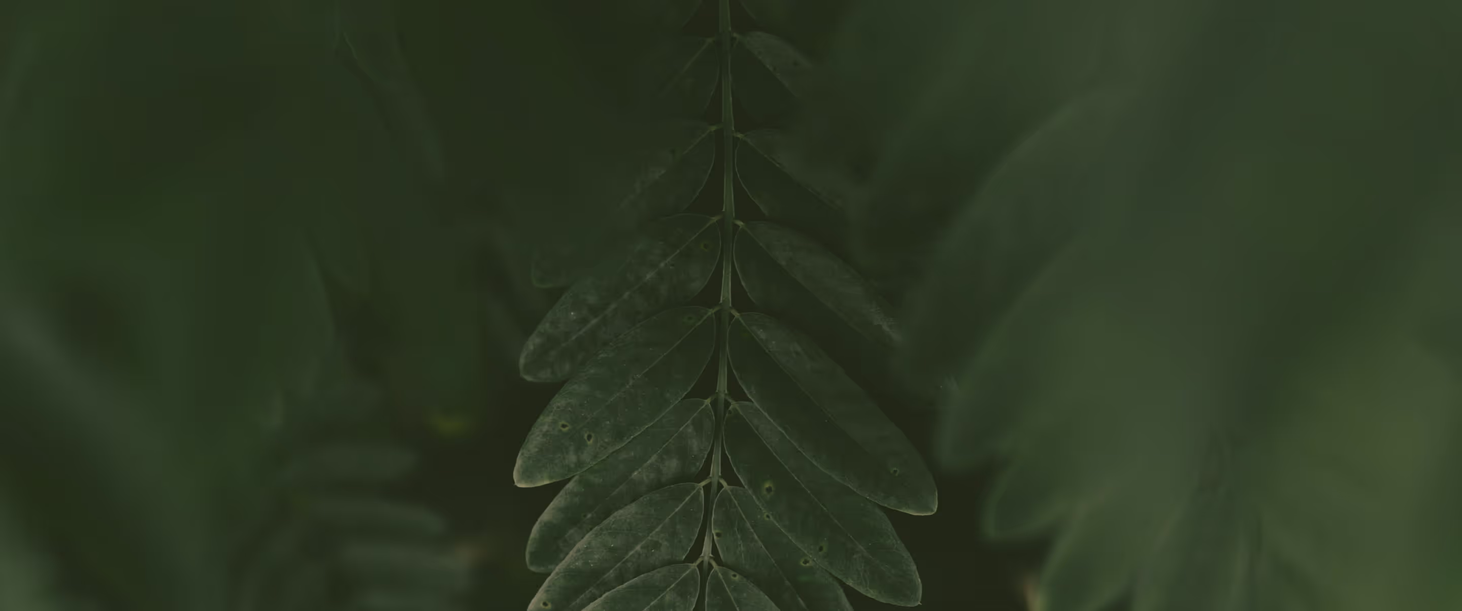 Background image desktop