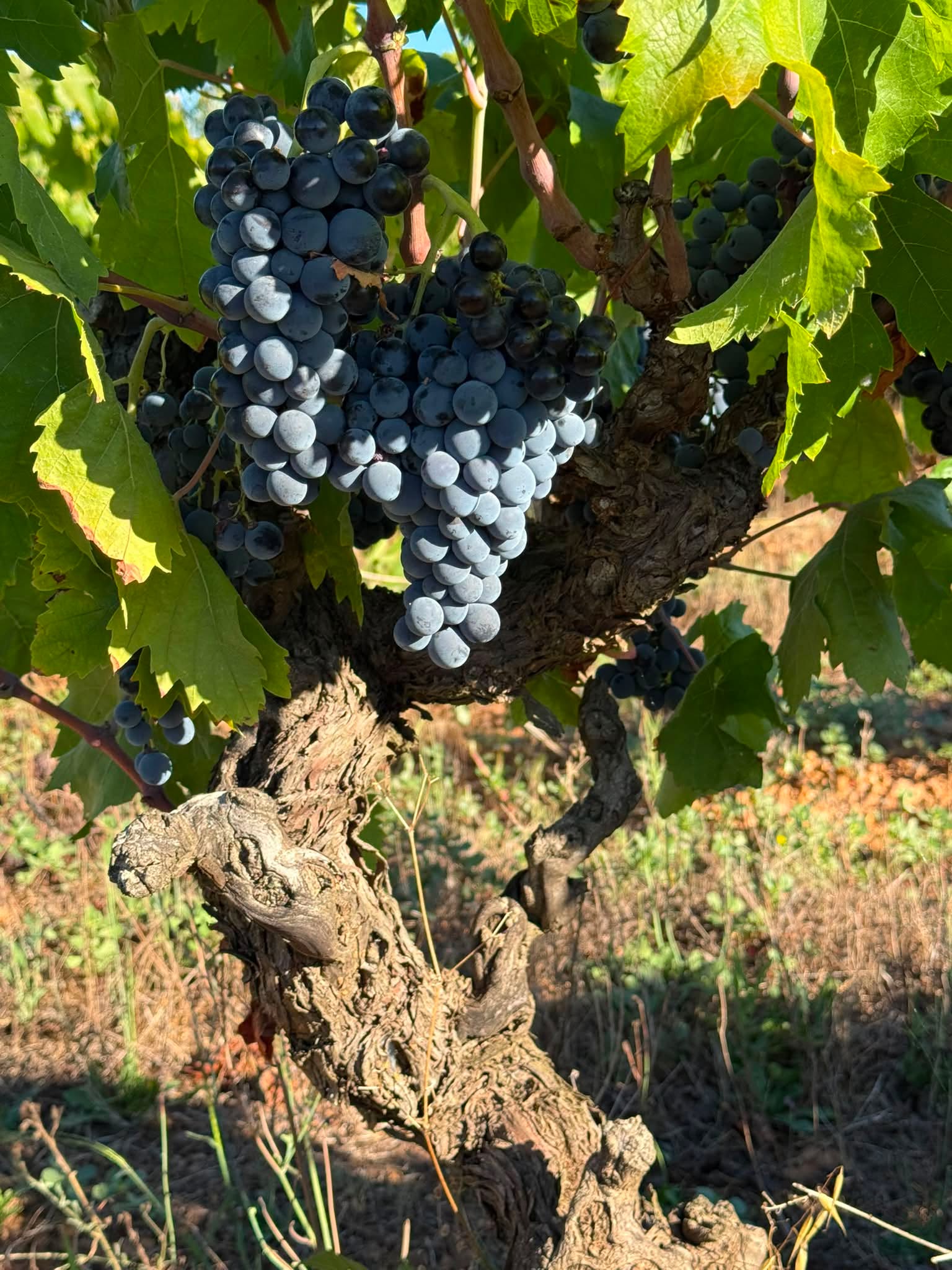 J33 : grosse journée de vendange (🥵) et à la cave avec presse de nos Carignans. Ce cépage a été délaissé car malmené et sur exploité. Avec des vieilles vignes et à petit rendement c’est un cépage mag