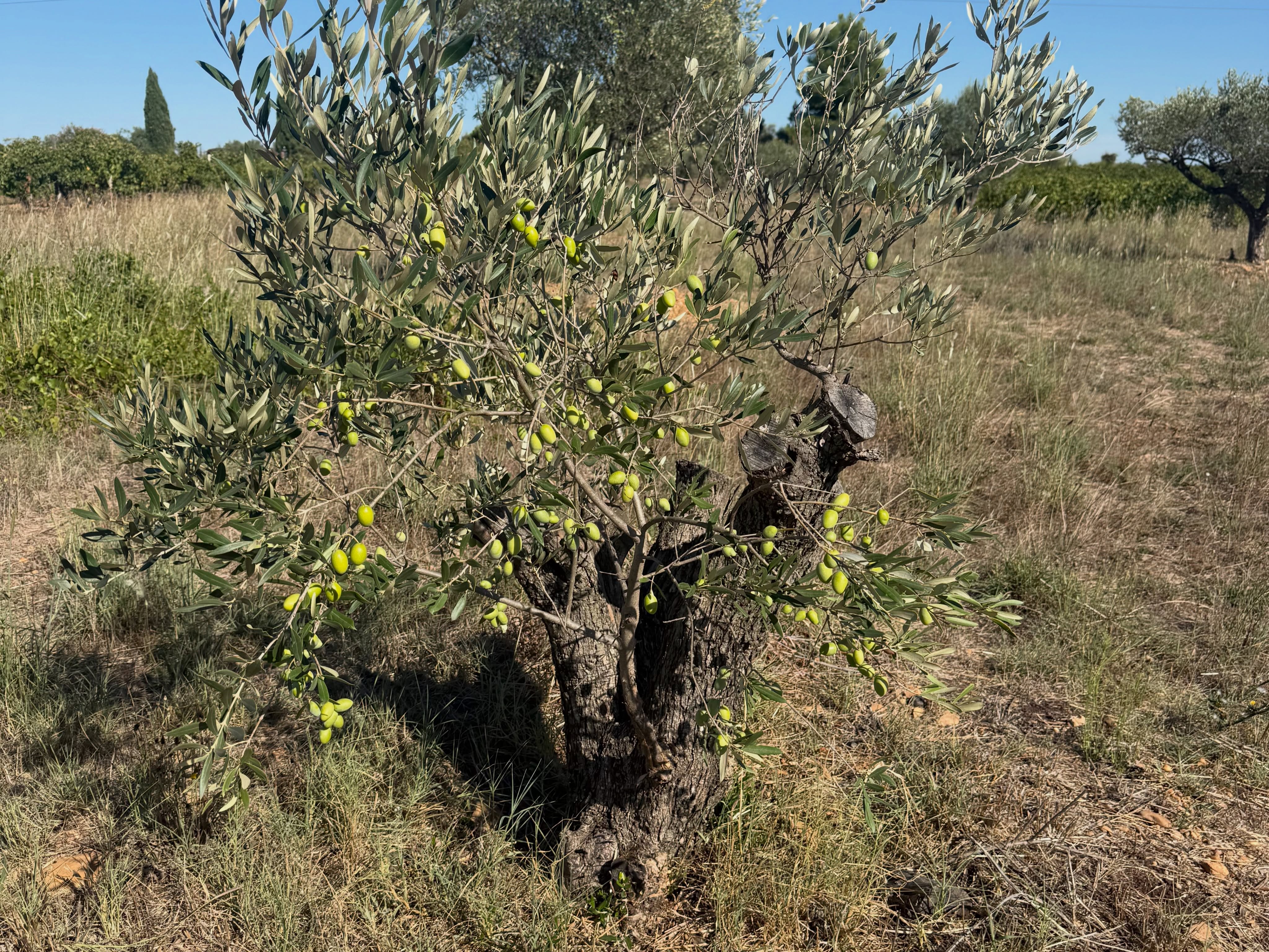 J41 : C’EST FINI ….les vendanges. 7072 caisses rentrées. Une super récolte. La nature a été généreuse. Trop facile avec une telle équipe. Bien entendu le travail n’est pas fini. Ils faut tout nettoyer