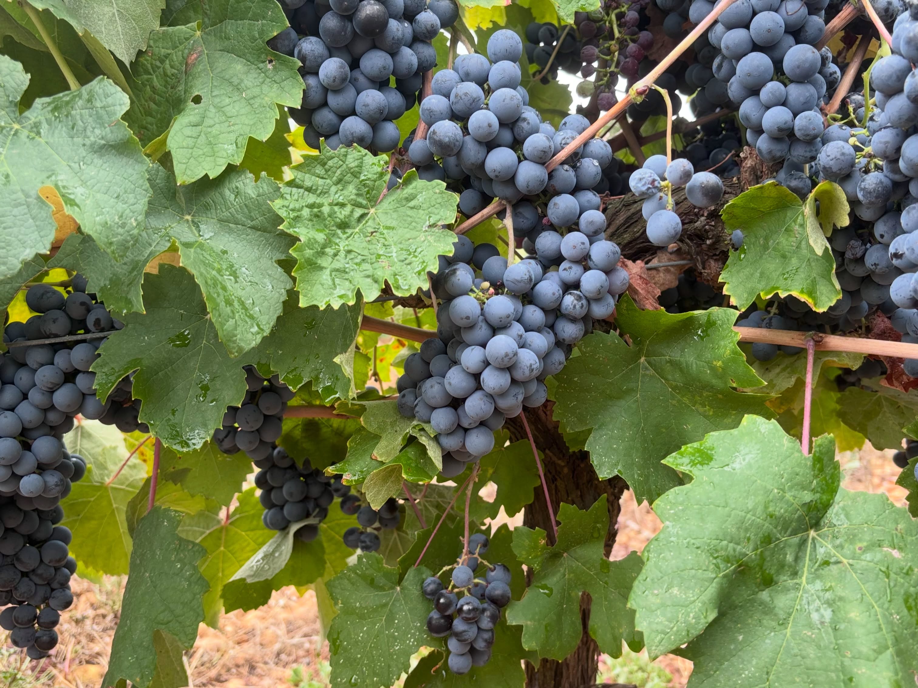 J40 : dernières coupes 👍🍷🙏. Le petit verdot. Cépage bordelais par excellence qui s’est très bien adapté à notre terroir(on a fait de magnifiques mono cépages !). Les vignes sont basses, cassent le