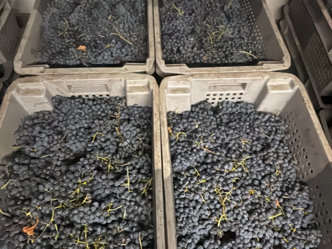 J40 : dernières coupes 👍🍷🙏. Le petit verdot. Cépage bordelais par excellence qui s’est très bien adapté à notre terroir(on a fait de magnifiques mono cépages !). Les vignes sont basses, cassent le