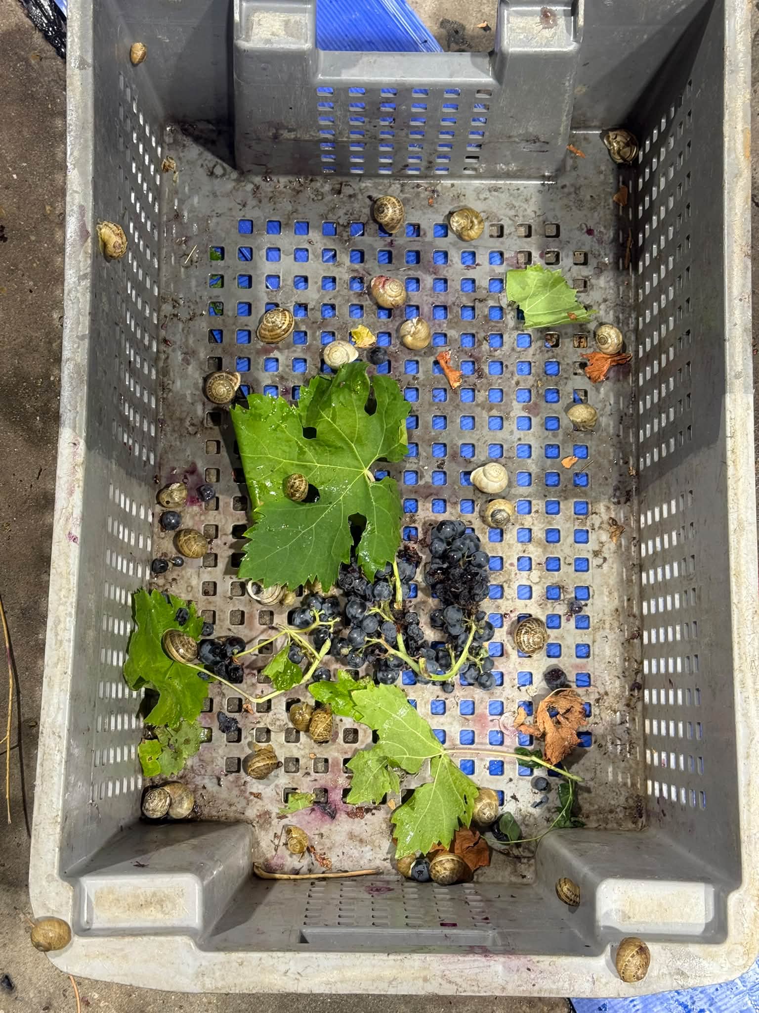 J37 : après un week-end calme ( contrôle des cuves et barriques encore au travail) reprise avec la coupe et le passage de la dernière parcelle de Carignan. Bien que le raisin soit beau, on trie d’abor