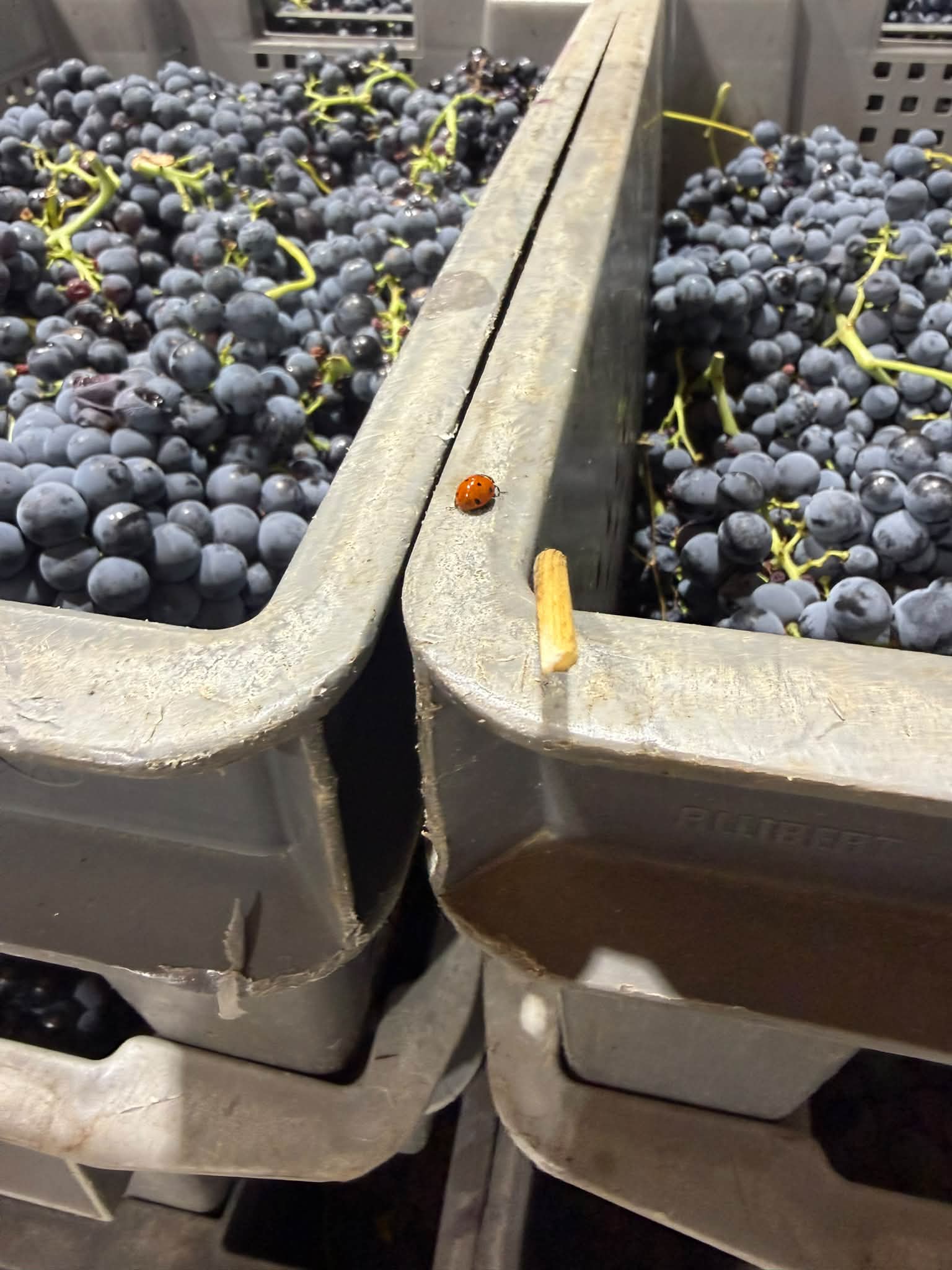 J37 : après un week-end calme ( contrôle des cuves et barriques encore au travail) reprise avec la coupe et le passage de la dernière parcelle de Carignan. Bien que le raisin soit beau, on trie d’abor