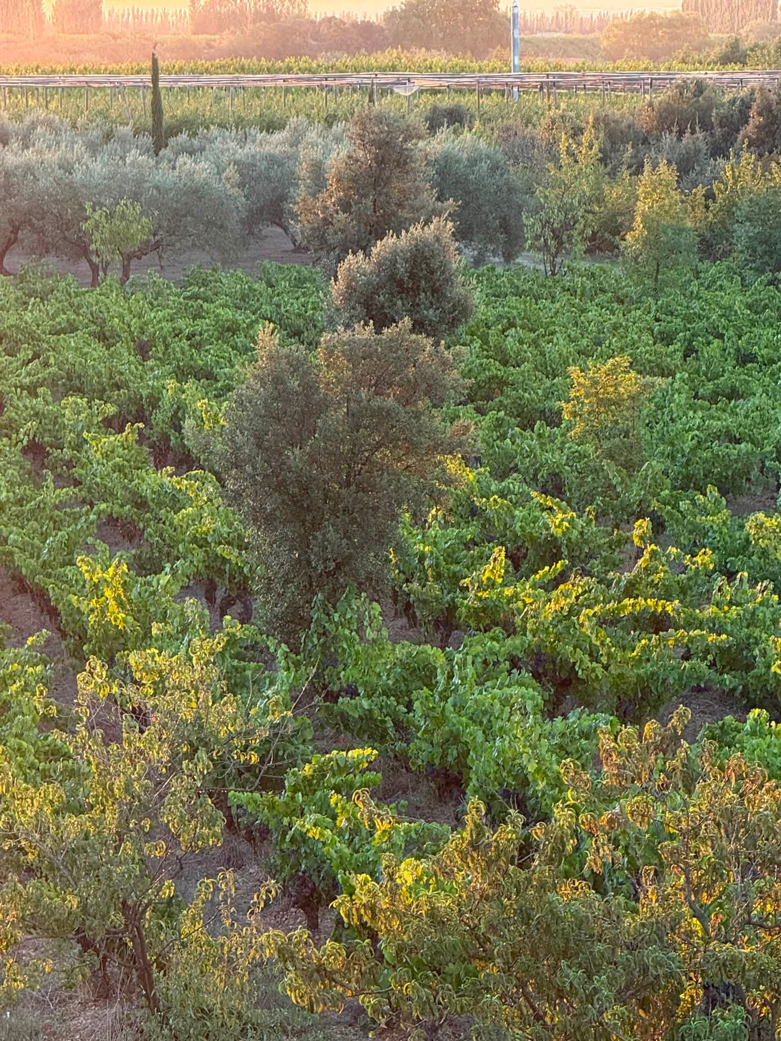 J34 : on coupe et presse du Carignan. On va dans 2 parcelles conduites en agroforesterie. C’est une démarche que nous avons commencé en 2007. Le bénéfice des arbres en viticulture est établi. Cela emp