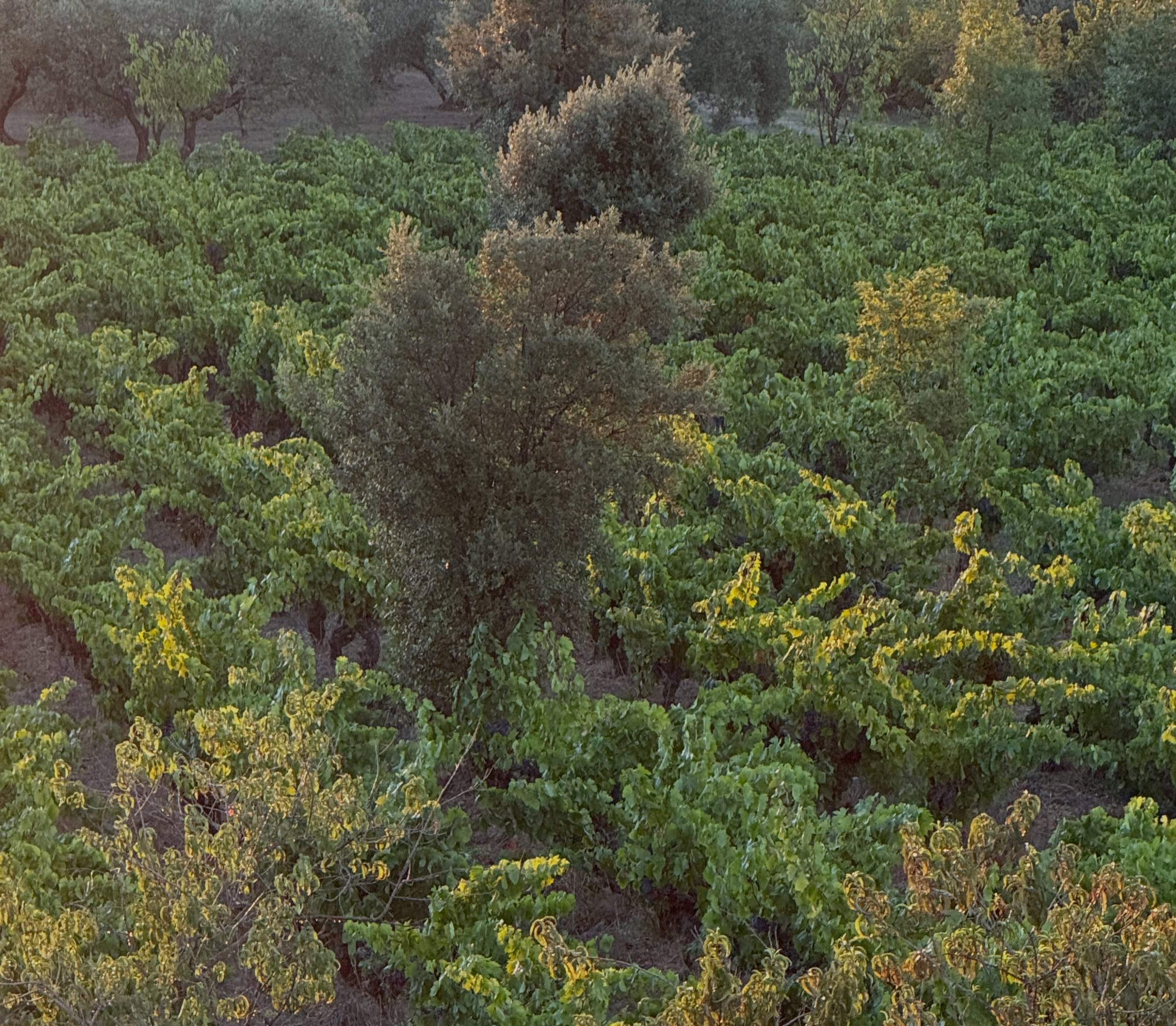 J34 : on coupe et presse du Carignan. On va dans 2 parcelles conduites en agroforesterie. C’est une démarche que nous avons commencé en 2007. Le bénéfice des arbres en viticulture est établi. Cela emp