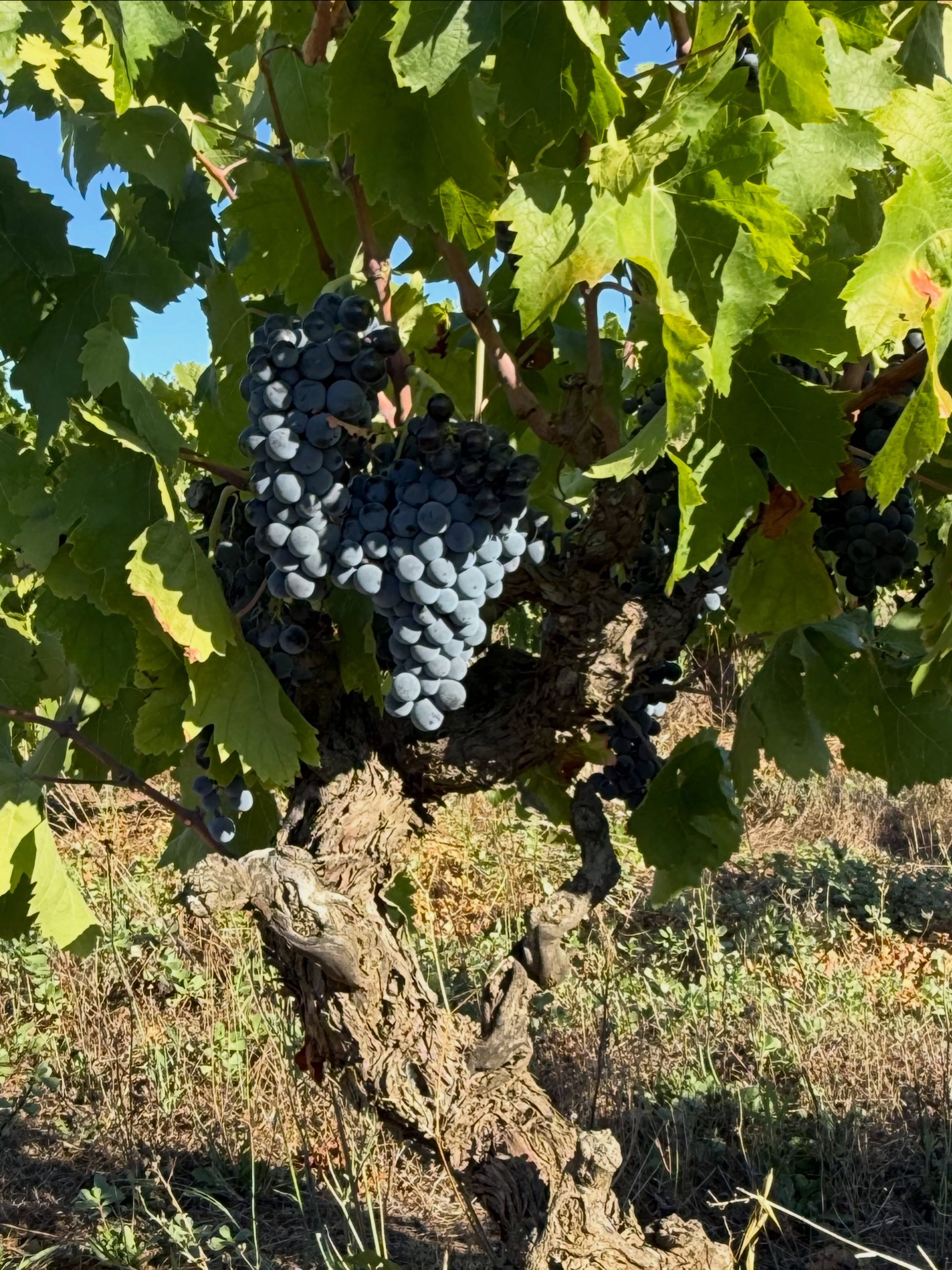 J33 : grosse journée de vendange (🥵) et à la cave avec presse de nos Carignans. Ce cépage a été délaissé car malmené et sur exploité. Avec des vieilles vignes et à petit rendement c’est un cépage mag