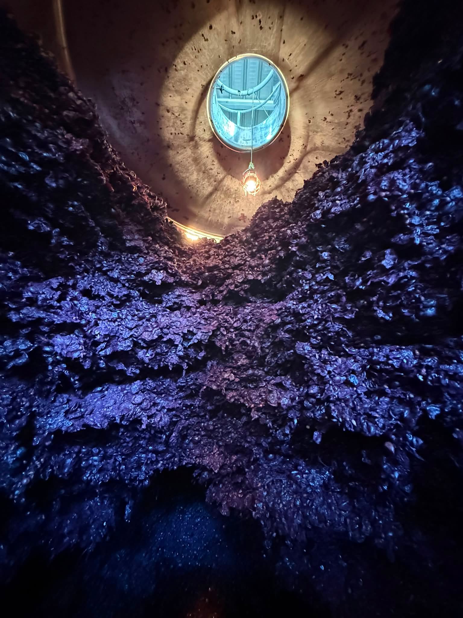 J33 : encore une belle journée. On décuve, on ceuille un superbe vieux Carignan, on le presse dans la foulée et on faut de nouvelles analyses de nos jus. #chai #carignan #vendangemanuelle #terroir #vi