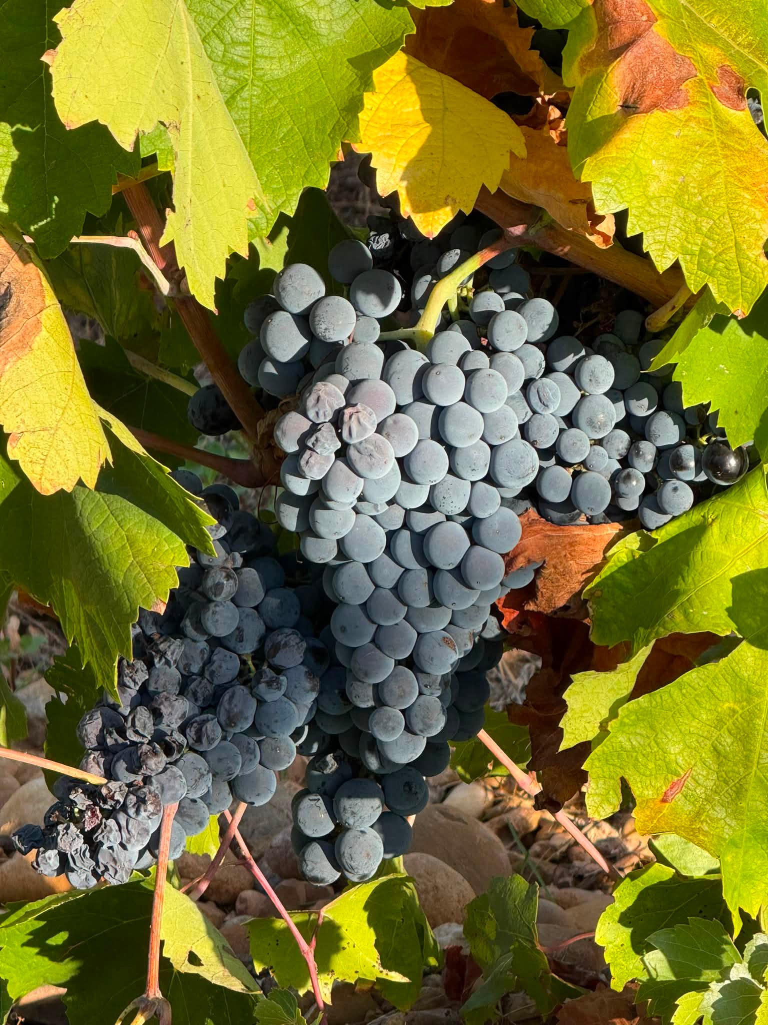 J33 : encore une belle journée. On décuve, on ceuille un superbe vieux Carignan, on le presse dans la foulée et on faut de nouvelles analyses de nos jus. #chai #carignan #vendangemanuelle #terroir #vi