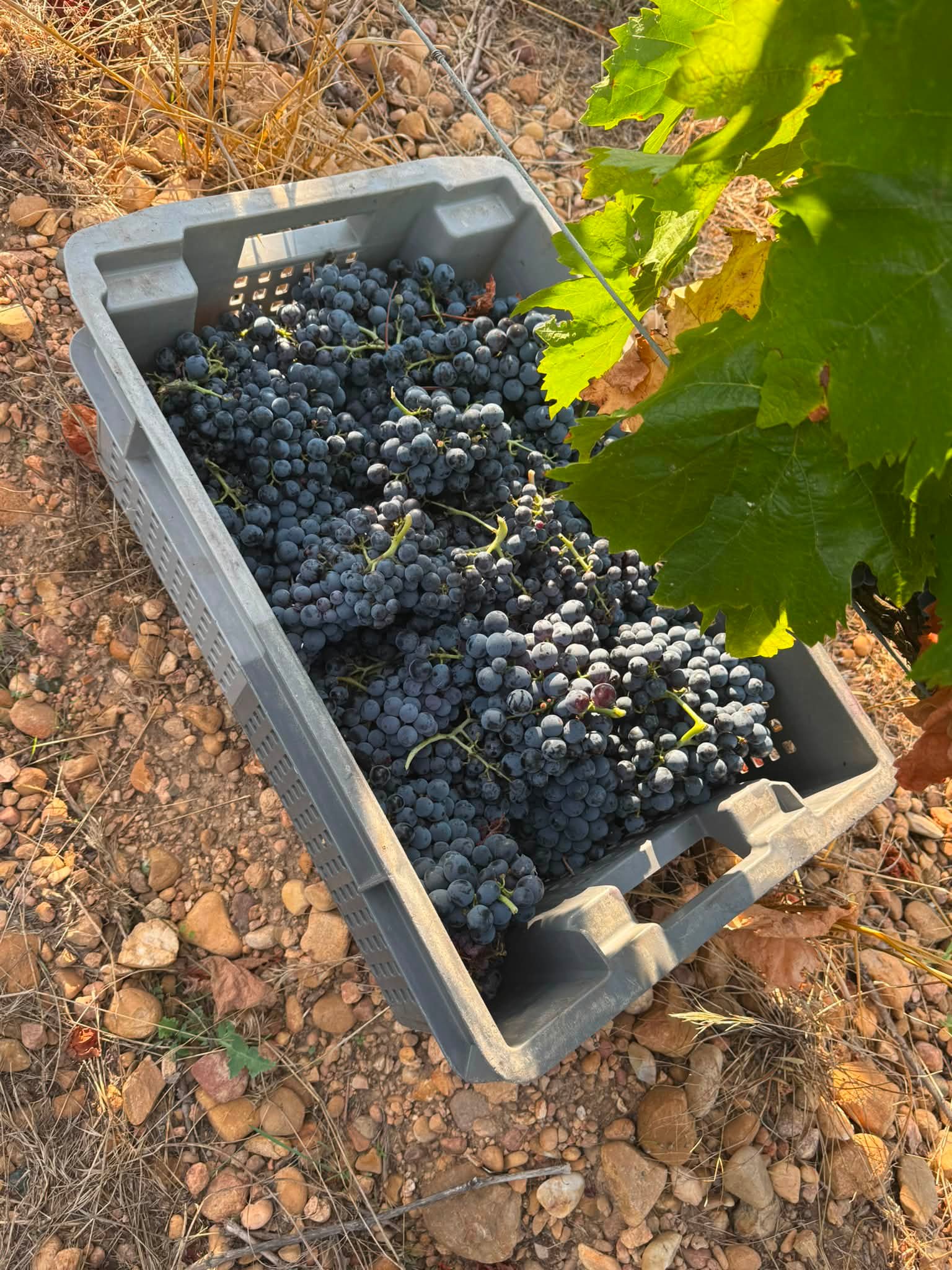 J33 : encore une belle journée. On décuve, on ceuille un superbe vieux Carignan, on le presse dans la foulée et on faut de nouvelles analyses de nos jus. #chai #carignan #vendangemanuelle #terroir #vi