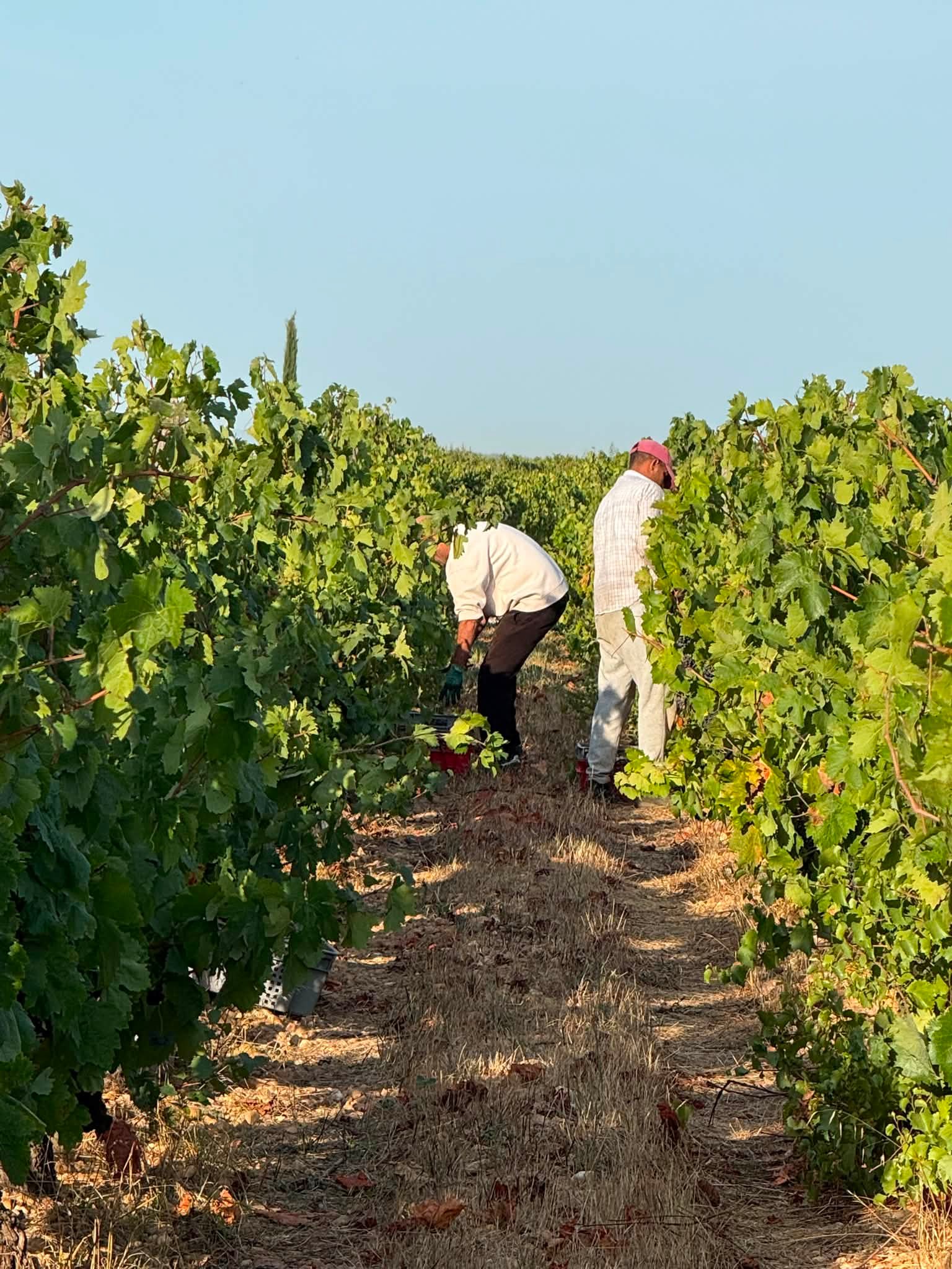 J33 : encore une belle journée. On décuve, on ceuille un superbe vieux Carignan, on le presse dans la foulée et on faut de nouvelles analyses de nos jus. #chai #carignan #vendangemanuelle #terroir #vi