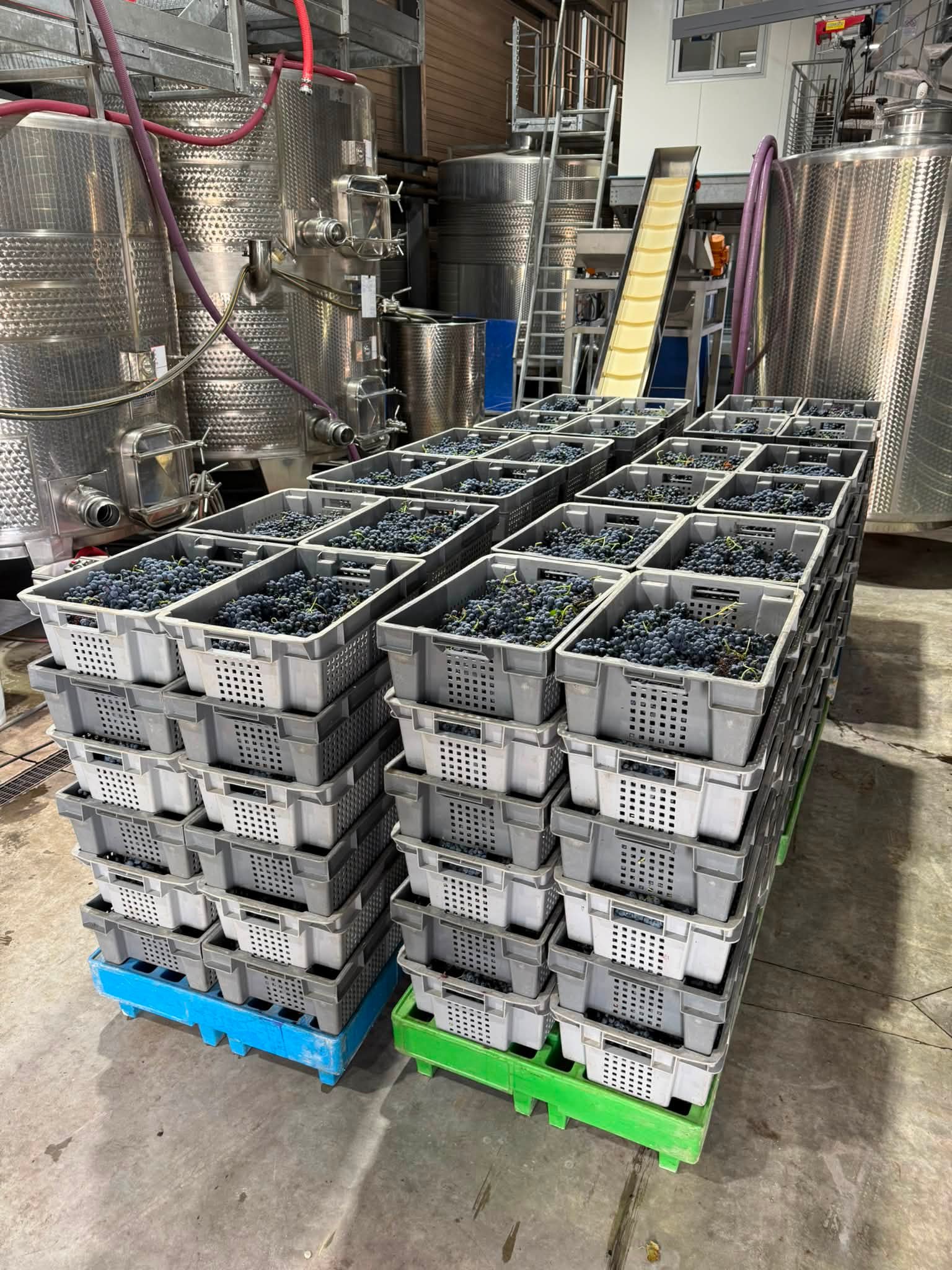 J33 : encore une belle journée. On décuve, on ceuille un superbe vieux Carignan, on le presse dans la foulée et on faut de nouvelles analyses de nos jus. #chai #carignan #vendangemanuelle #terroir #vi