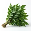 Curry Leaves