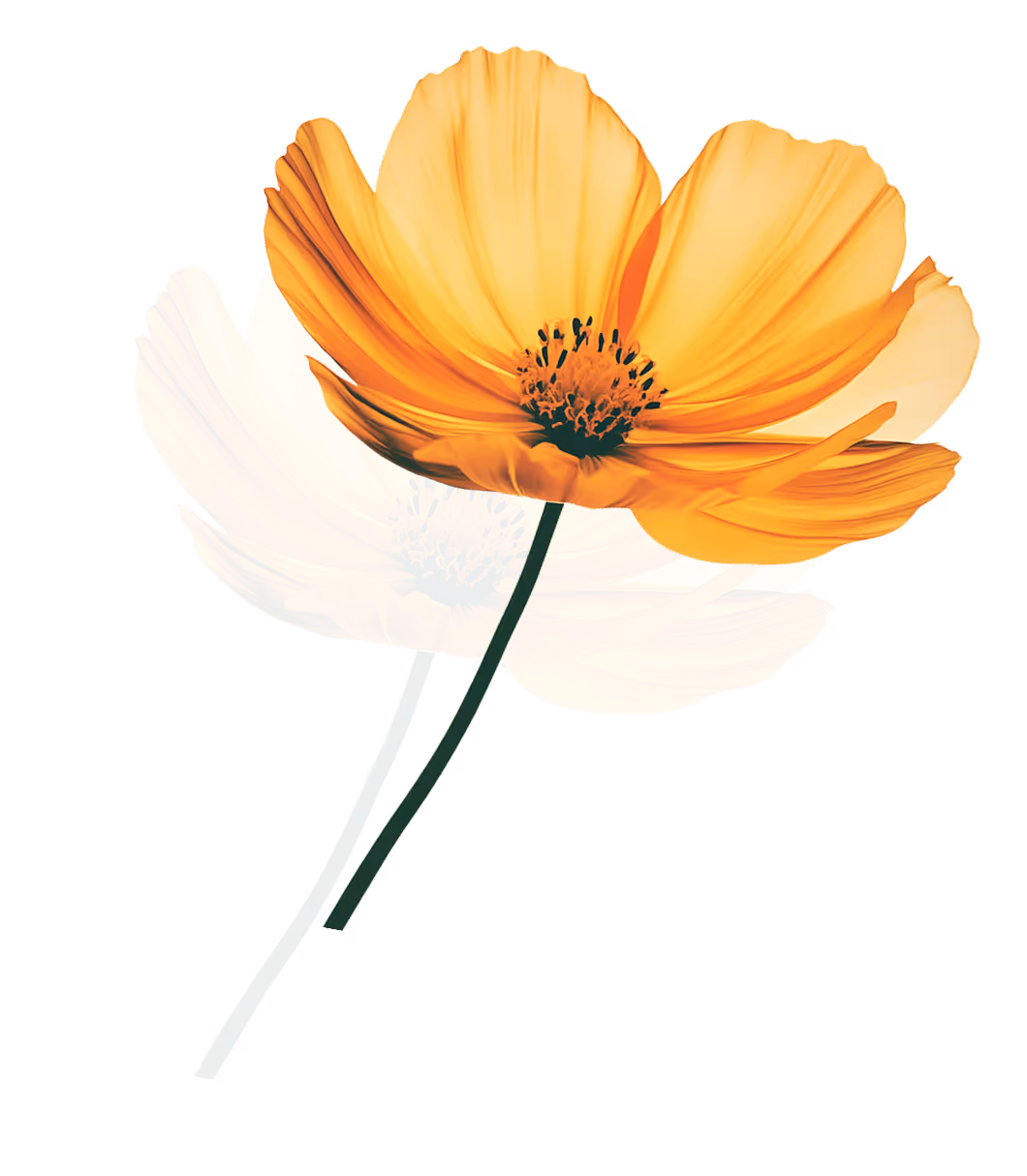 Two bright yellow-orange cosmos flowers with dark green stems on a transparent background.