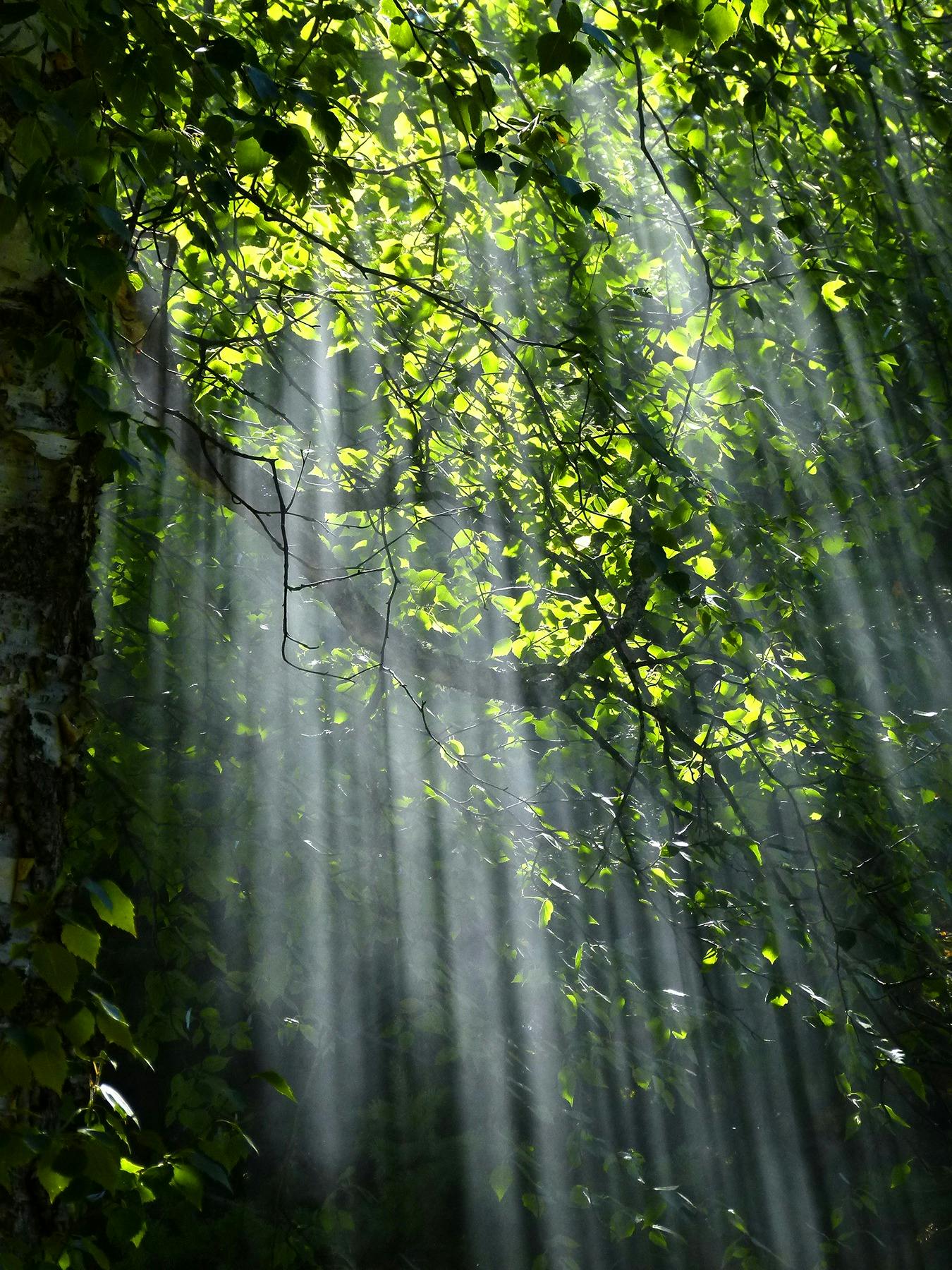 Sunlight filtering through green leaves and branches in a dense forest.