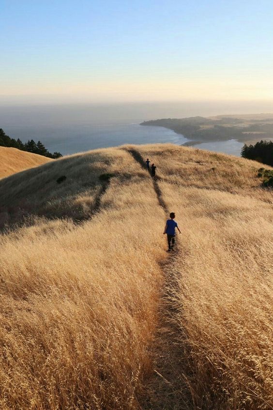 Children walking on a narrow path through tall golden grass on a hillside with ocean and coastline in the background.