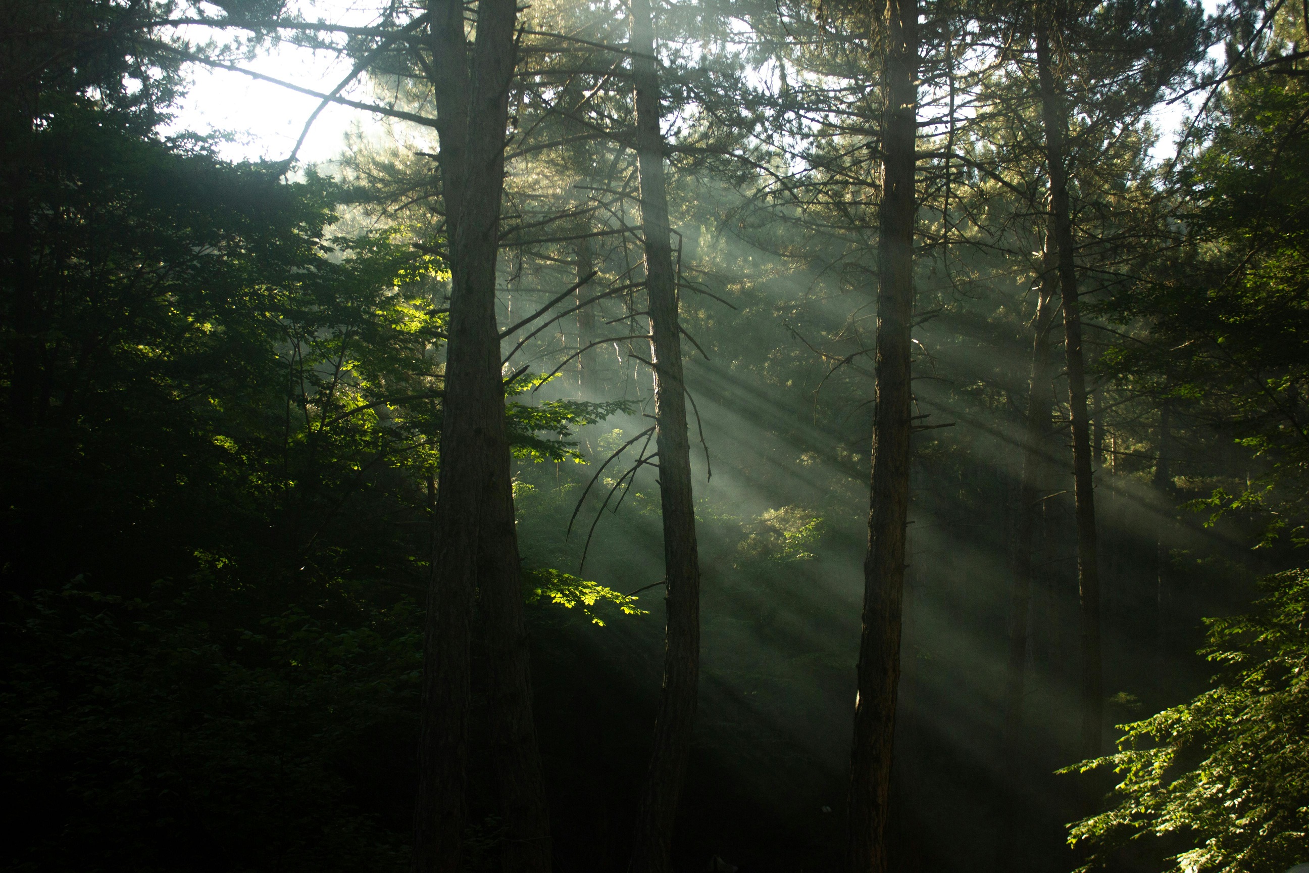 Forest with rays of light