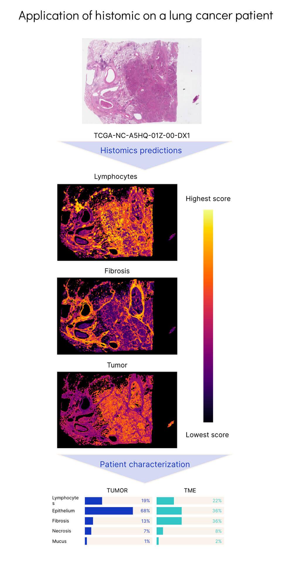 Revealing interpretable signatures of whole slide images