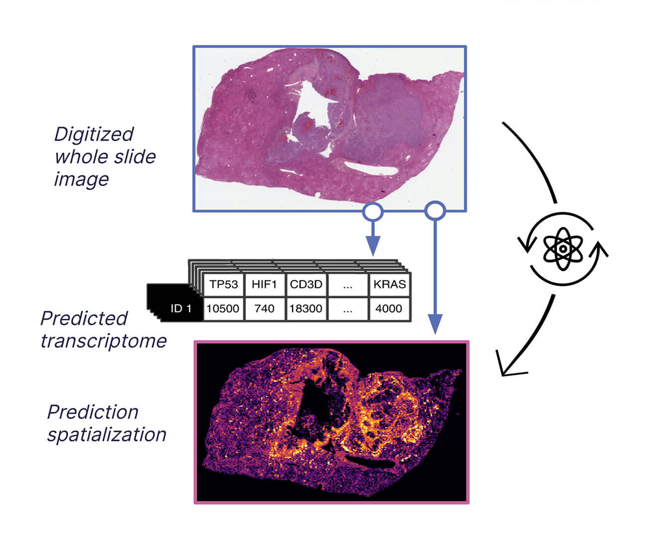 Prediction of gene expression from H&E slides