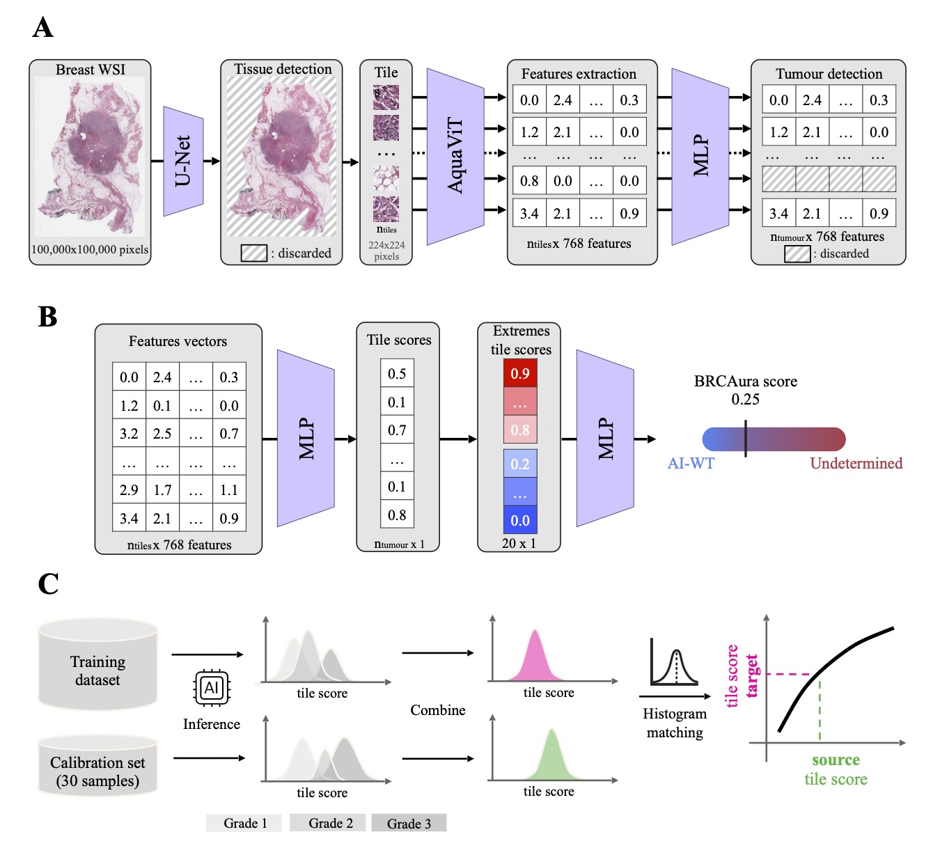 Diagram of the BRCAura pipeline: a whole-slide H&E image is split into small tiles, non-tumor tiles are removed, each tile is scored, and scores are combined into one slide-level prediction, with calibration for each new center.