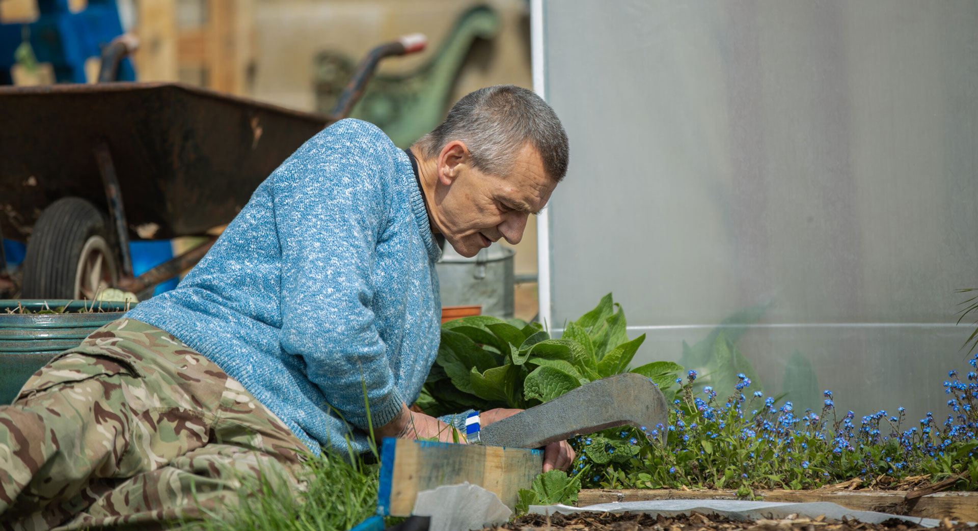 Man in a blue sweater and camouflage pants gardening with a curved tool among green plants and small blue flowers.