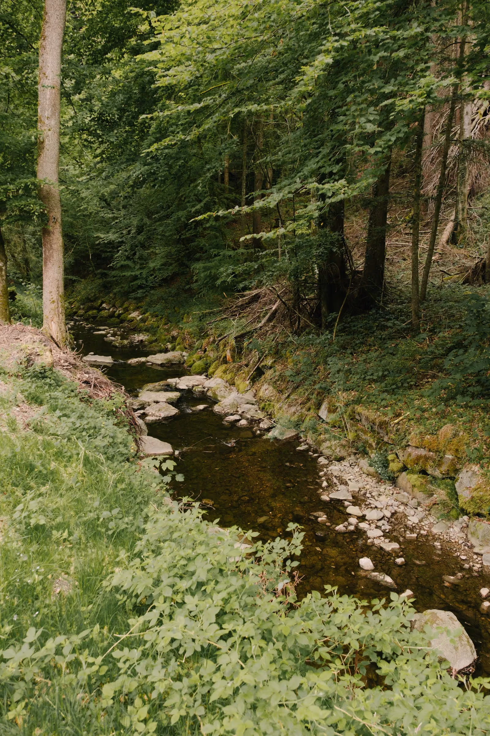Bach im Wald des Teufelsgrabens
