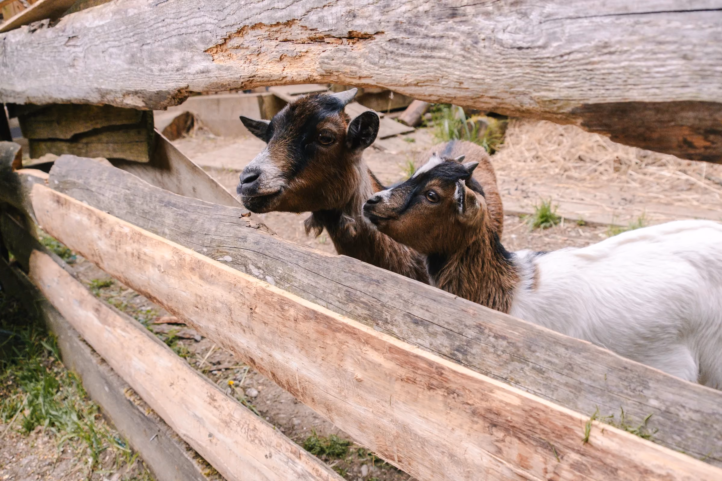 Tiere am Bauernhof Tobelmühlhof