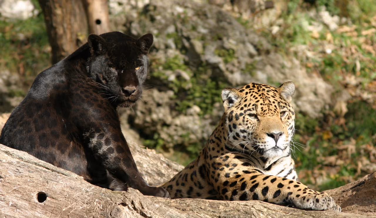 Tiere im Zoo Salzburg in Hellbrunn