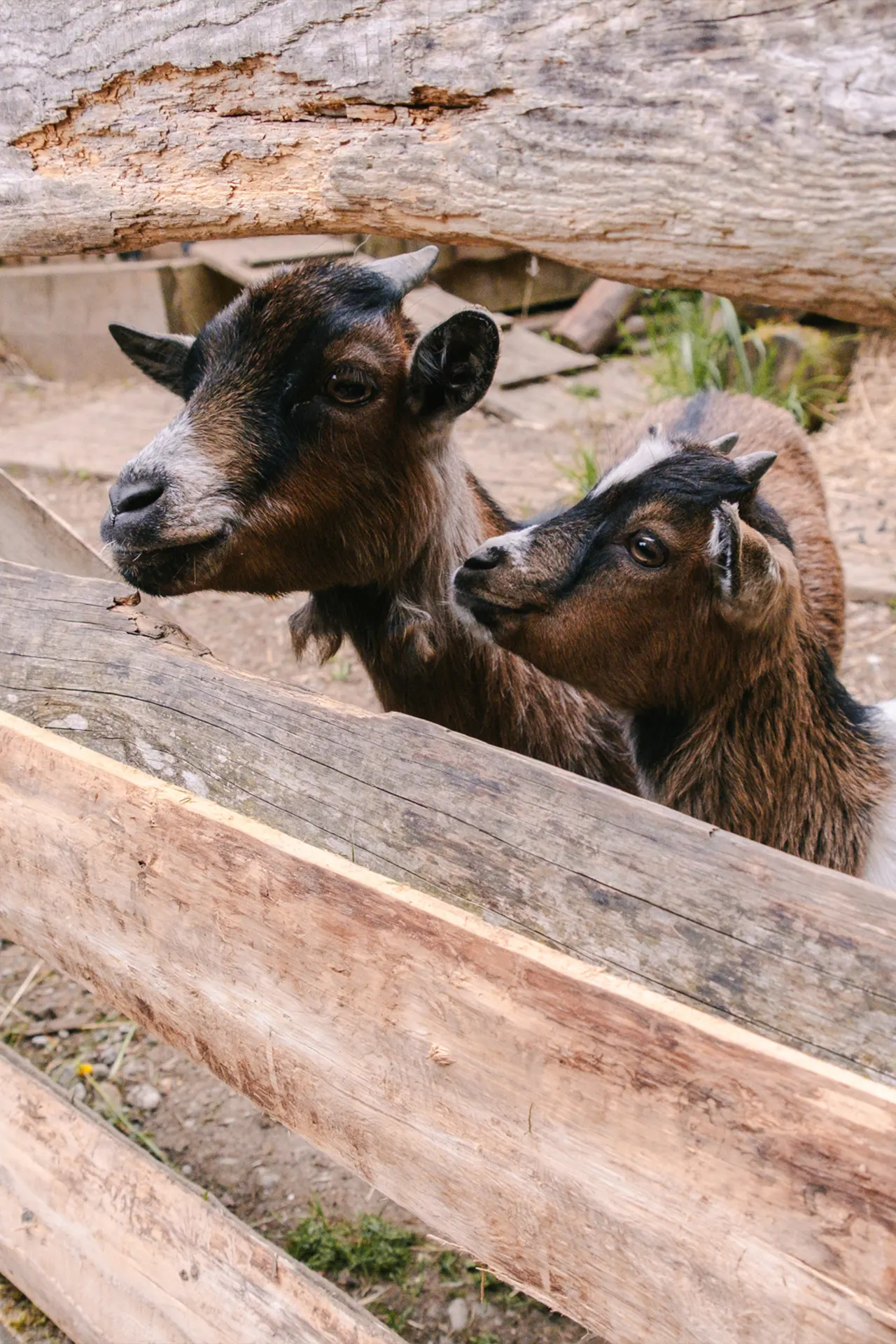 Kinder beim Spielen am Bauernhof Tobelmühlhof