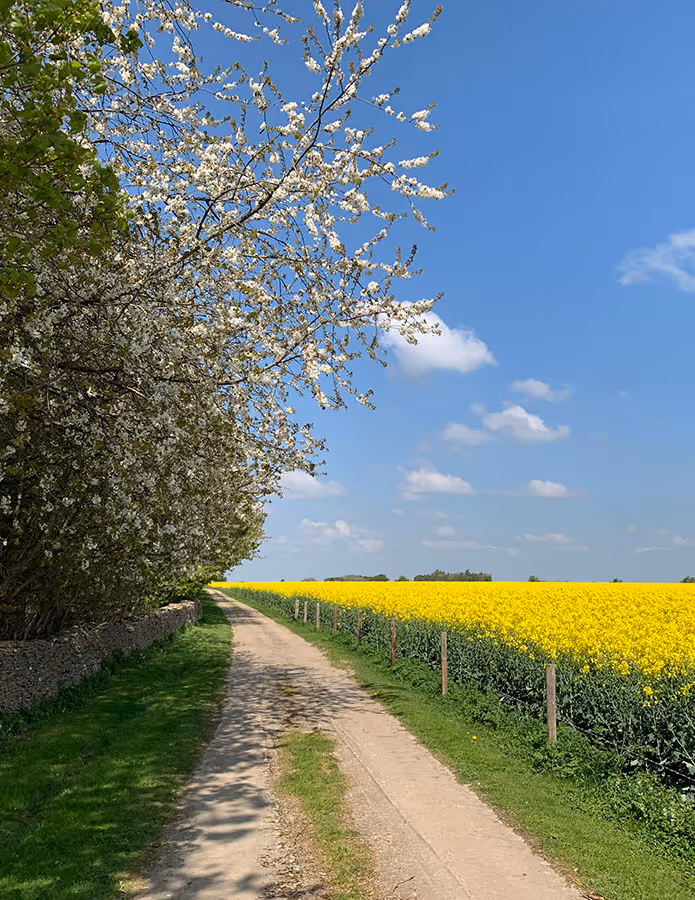 Country dirt path bordered by a blossoming tree and a yellow flowering field under a blue sky with scattered clouds.