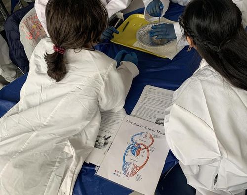 Students dissecting a specimen using a circulatory system diagram