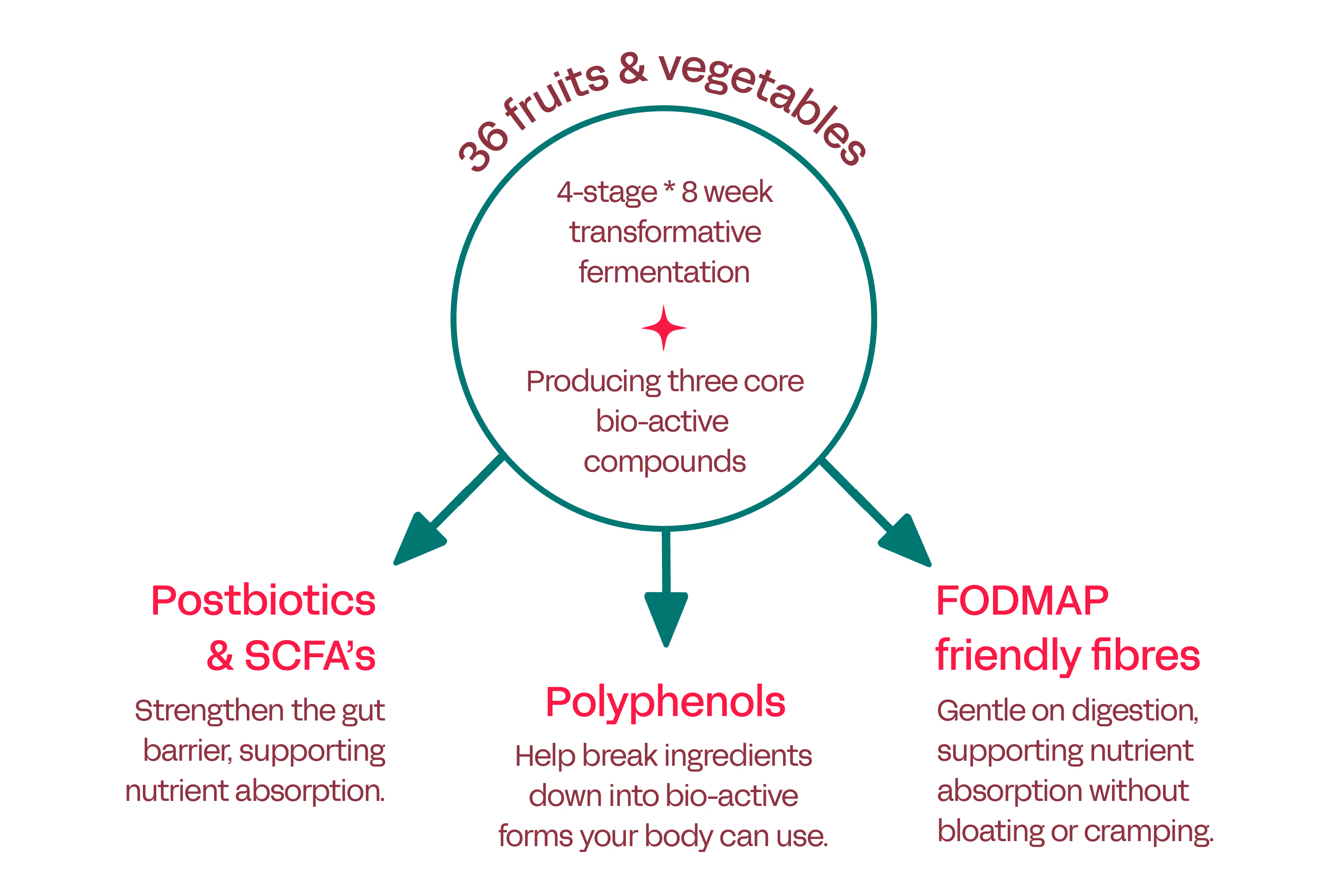 Diagram showing 36 fruits & vegetables undergoing a 4-stage, 8-week fermentation producing three bio-active compounds: Postbiotics & SCFA's for gut barrier and nutrient absorption, Polyphenols to break ingredients into bio-active forms, and FODMAP friendly fibres gentle on digestion.
